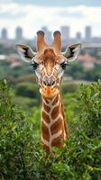 Giraffe stands majestically among greenery with city skyline in the background on a sunny day photo