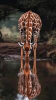 Giraffe drinking water from a serene pond in the wilderness during the golden hour of sunset photo