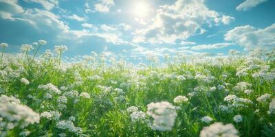 Bright sunny day over a vast field of white flowers under a blue sky with fluffy clouds photo