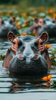 Hippopotamus emerging from water surrounded by yellow flowers in a serene wetland setting photo
