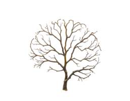 Dead tree isolated on transparent background png