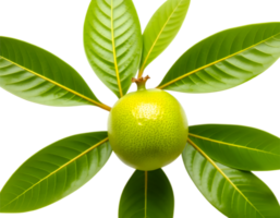 Green lemon on a branch with leaves isolated on a transparent background png