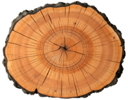 Cross section of tree trunk showing growth rings on a transparent background png