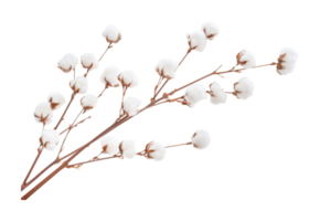 Natural cotton bolls on branches displaying soft fiber texture, cut out png