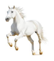Majestic white horse galloping with flowing mane and powerful stance, cut out png