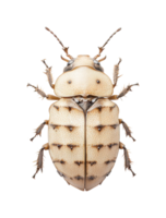 Detailed close-up of unique armored beetle with distinctive patterns, cut out png