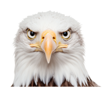 Bald eagle intense gaze portrait with striking yellow beak and sharp eyes, cut out png