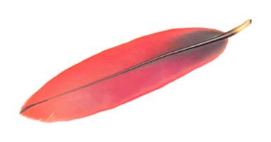 Close-up of a vibrant red feather with detailed patterns, cut out png