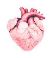 Anatomical drawing of human heart with veins and arteries, cut out png