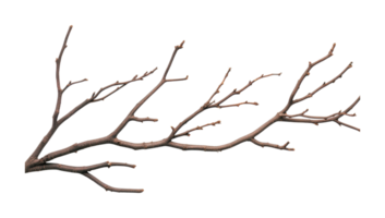Detailed tree branch with budding twig extensions, cut out png