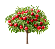 Lush apple tree laden with vibrant red apples on branches, cut out png