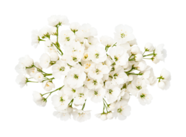 Cluster of white cherry blossoms in full bloom displaying delicate petals, cut out png