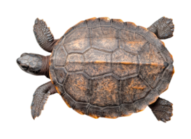 Detailed close-up of a turtle shell with textured patterns and dark outline, cut out png