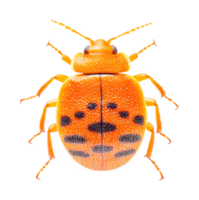 Brightly colored orange bug displaying unique patterned markings and texture, cut out png