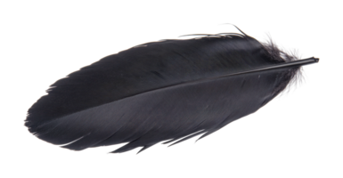 Close-up of single black feather with detailed texture, cut out png