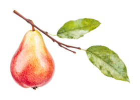 Ripe red pear on branch with leaves in close-up view, cut out png