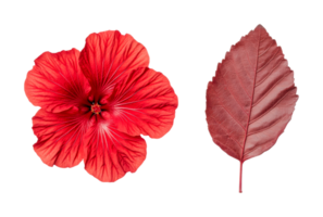 Vibrant red hibiscus flower and leaf displaying unique patterns and texture, cut out png