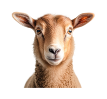 Close-up portrait of a curious sheep with intricate wool patterns, cut out png