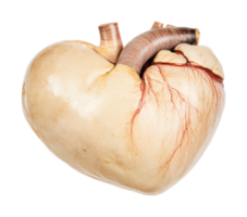 Anatomical image of pig heart featuring arteries and veins, cut out png