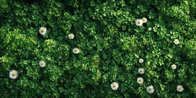 Vibrant green meadow with white daisies and clover under bright daylight in springtime photo