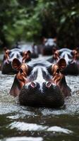 Hippos emerge from the water in a lush forest habitat during the early morning light photo