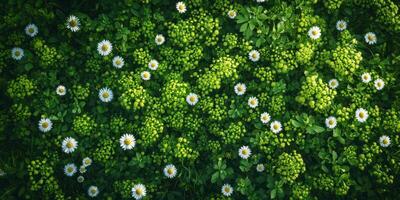 Colorful wildflowers blooming in a lush green meadow during a sunny day in springtime photo