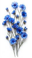Blue flowers arranged elegantly against a white background for artistic display and inspiration photo