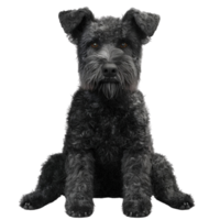 a black dog sitting on the floor with its head down png
