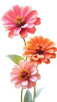 Vibrant zinnias in various shades bloom gracefully in a bright, sunny setting showcasing nature's beauty photo