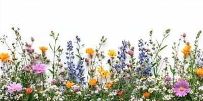 Vibrant wildflowers in full bloom showcasing color diversity across a white background photo