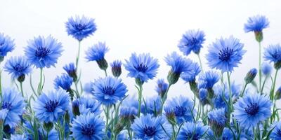 Vibrant blue flowers bloom in a sunny field during springtime, showcasing nature's beauty and tranquility photo