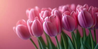 Beautiful pink tulips arranged elegantly in a soft gradient background during spring season photo