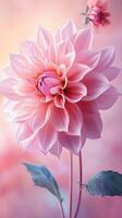 Beautiful pink dahlia flower blooming in soft pastel colors with delicate petals and leaves in a serene setting photo