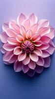 Stunning pink dahlia blooms gracefully against a soft purple background during springtime celebrations photo