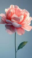 Beautiful pink peony flower with delicate petals stands against a blue background in a striking floral display photo