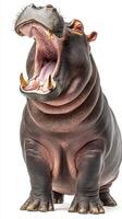 Hippo yawning with wide open mouth showcasing its large teeth in a close-up view during daylight photo