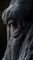 Close-up view of a gorilla's eye revealing intricate textures and emotional depth in a natural setting photo