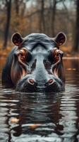 Hippo emerging from the water in a tranquil forest setting during the early morning light photo
