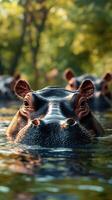Hippos swimming in a tranquil river during a sunny afternoon in a lush environment photo