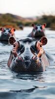 Hippopotamuses swimming in a tranquil river at sunset, showcasing their playful nature and social behavior in the wild photo