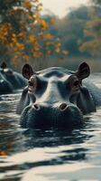Hippos emerge peacefully in tranquil waters during autumn at an African river photo