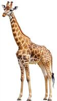 Giraffe standing elegantly in a natural setting during daylight hours, showcasing its unique coat patterns and long neck photo