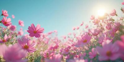 Colorful pink flowers sway gently in a blooming field under a bright blue sky at sunset photo
