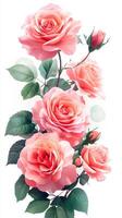 Vibrant pink roses in full bloom showcasing delicate petals and lush green leaves photo