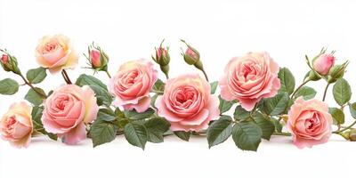 Elegant pink roses in full bloom against a white background showcasing their beauty and charm photo