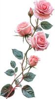 Beautiful pink roses arranged with leaves on a white background showcasing elegance and natural beauty photo