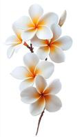 Bright plumeria flowers showcasing vibrant colors under soft lighting photo