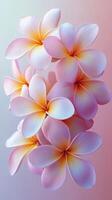Beautiful plumeria flowers in soft pink and yellow hues arranged artistically against a gradient background photo