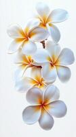 Beautiful white and yellow frangipani flowers arranged elegantly against a light background for a serene display of nature photo