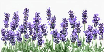 Beautiful lavender blooms arranged in a vibrant display in a well-lit setting during spring photo